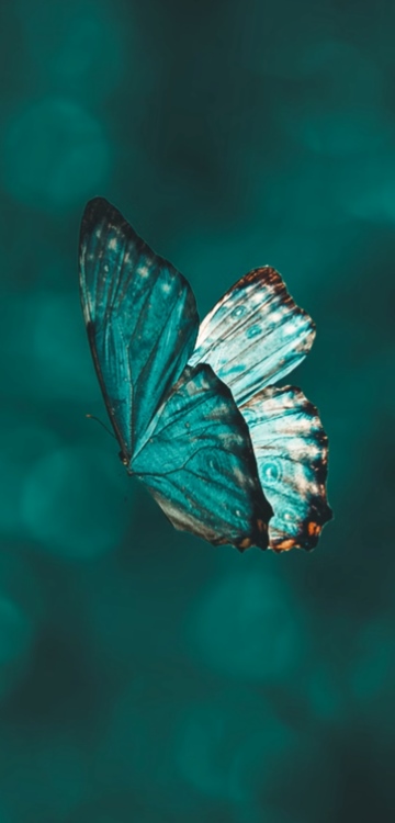 mariposa verde