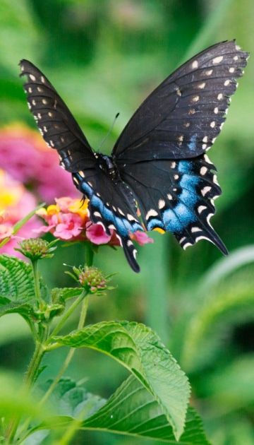 mariposas en jardin