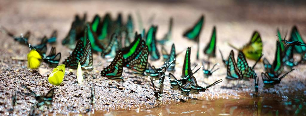  mariposas al borde de un rio