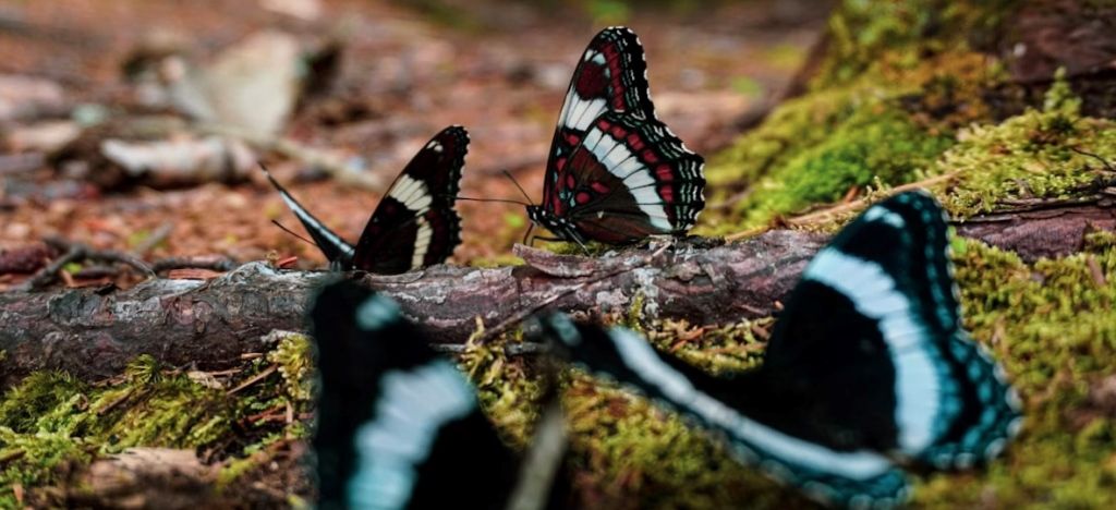 Terrario para Mariposas