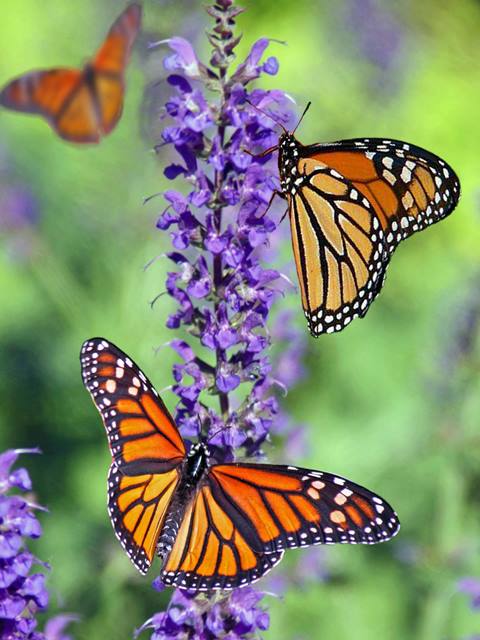 mariposas