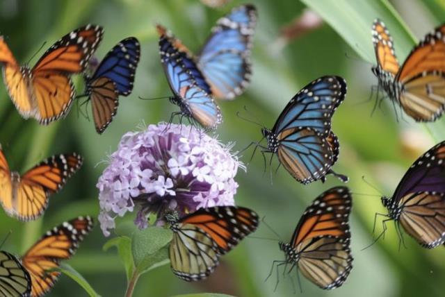 Mariposas en Movimiento